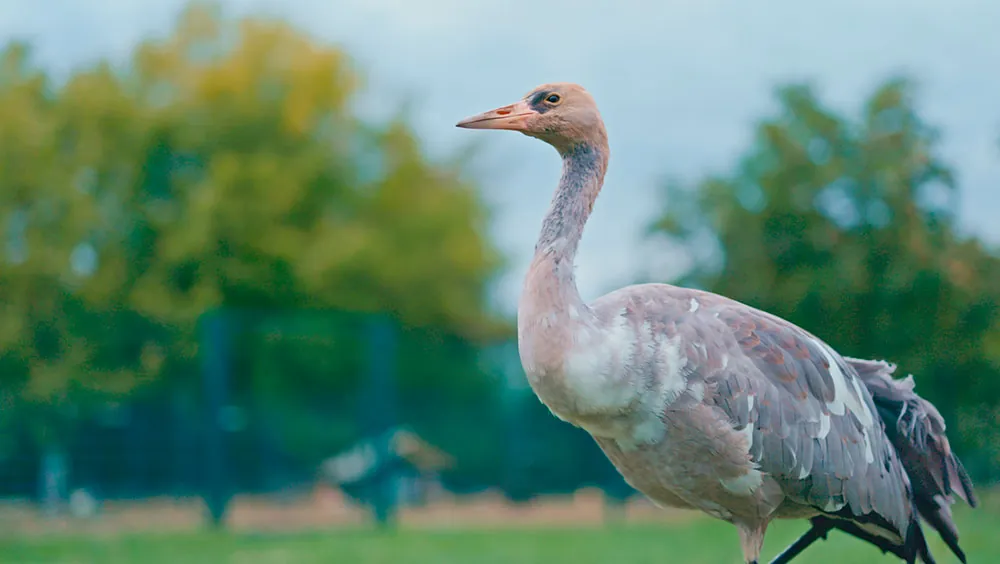 Zugvogel, Schutz, Tourismus, Loburg