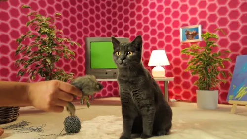 Webvideo, cats, space